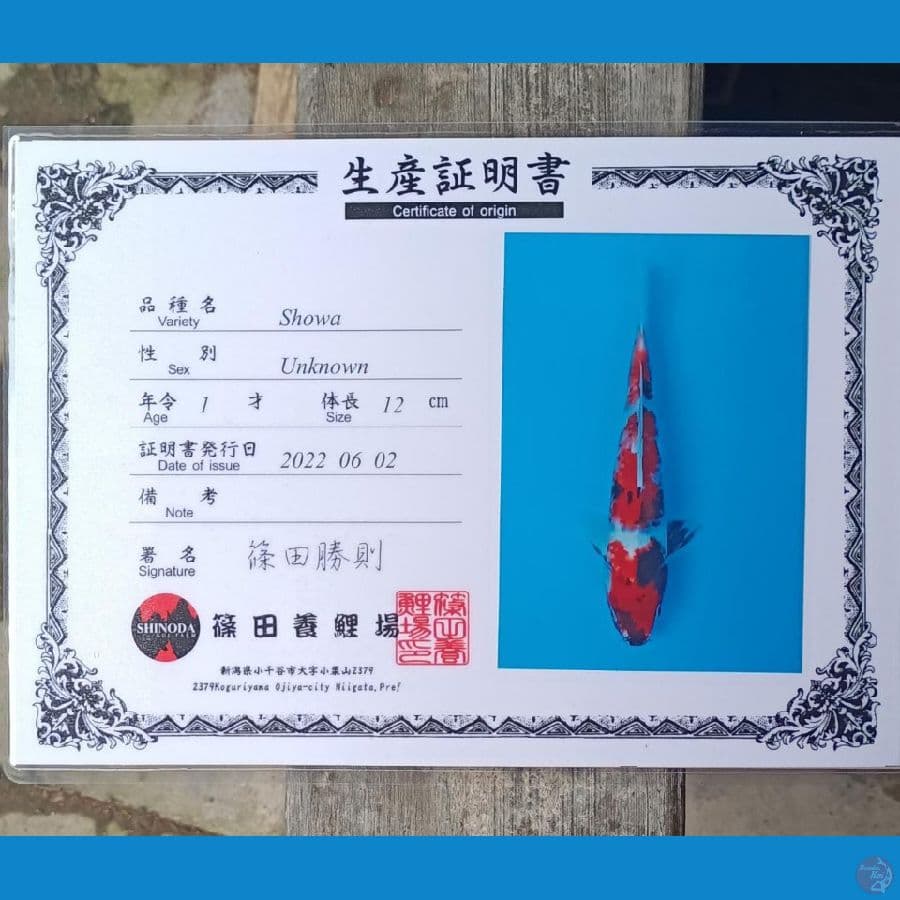 Showa Serti Sinoda 32cm