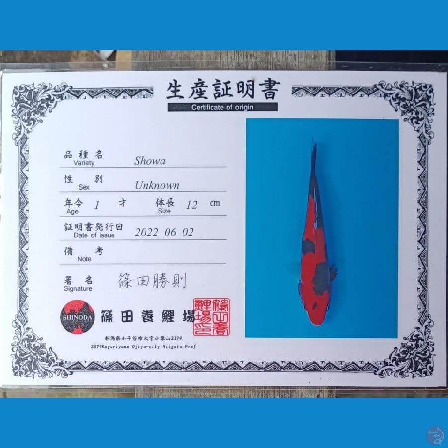 Showa Serti Sinoda 28cm