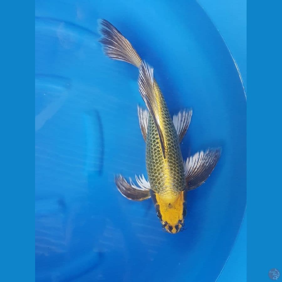 kumpay male 50cm