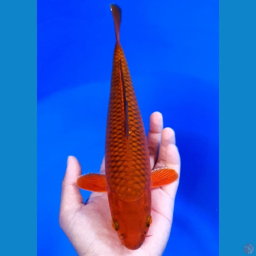Chagoi Tembaga 27cm