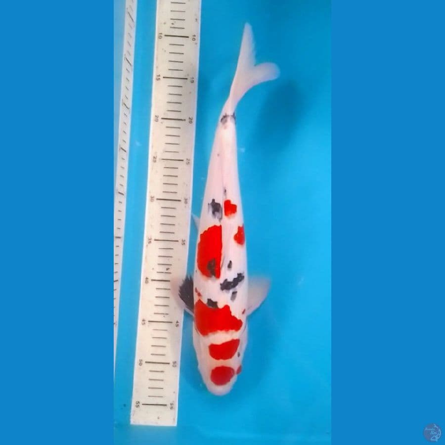 Maruten Sanke Original 41cm (M)