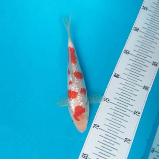Kohaku sq full gindrin