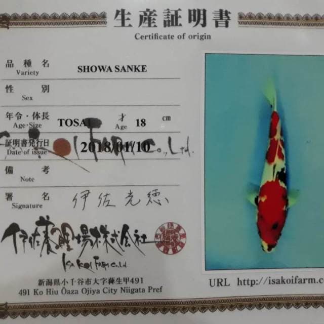 Showa Isa calon tsubo sumi