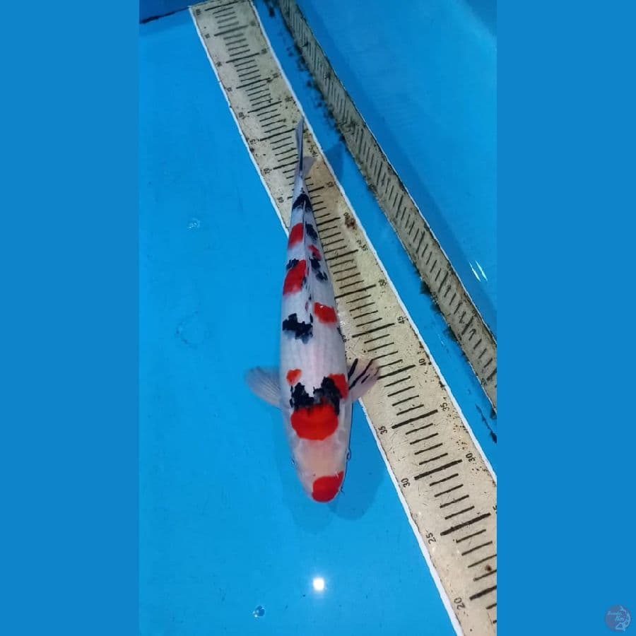 Sanke 42cm