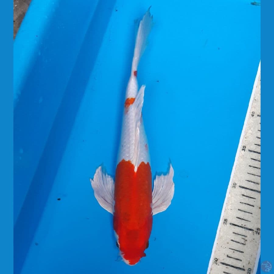 Kohaku hikari Kumpay