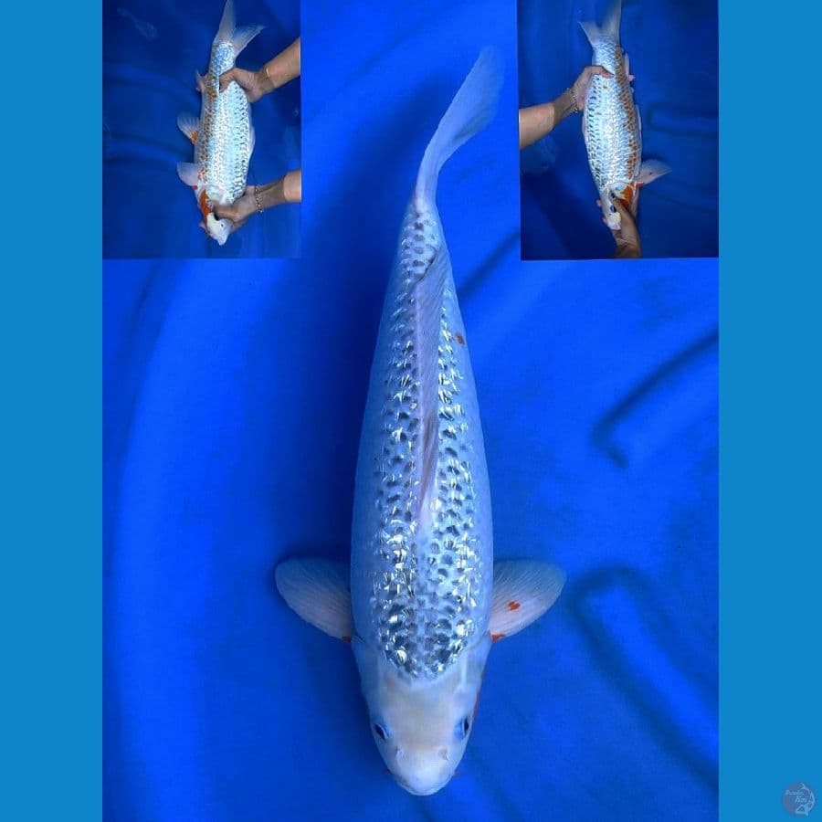 asagi full gingrin jumbo 50cm