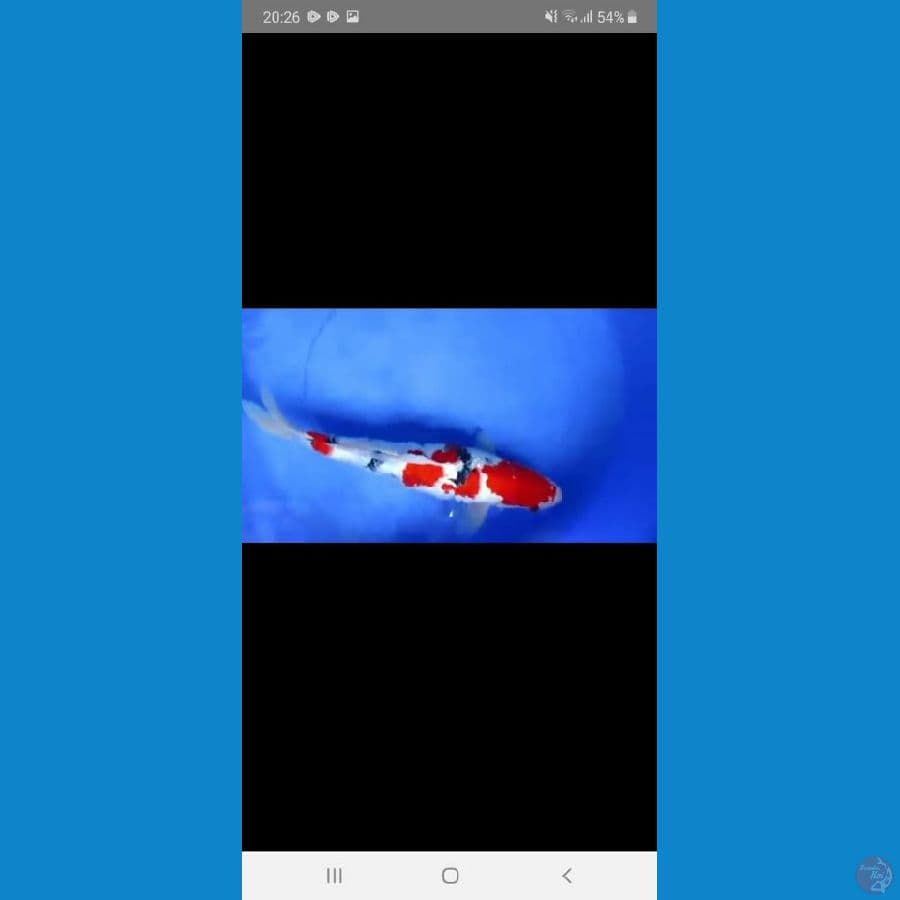 MKC KOI GRUB