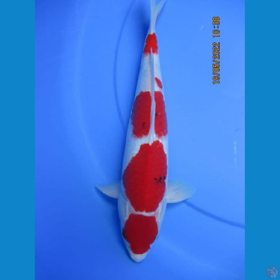 MKC KOI GRUB