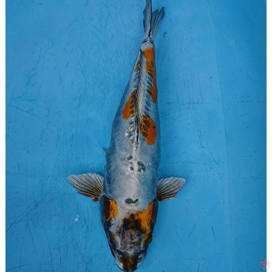 JUMBO KIKO 41 CM
