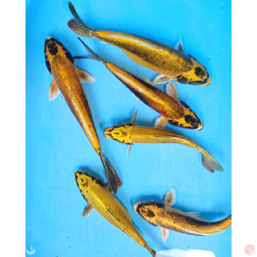 BANANA 24-32 CM ( 6 EKOR )