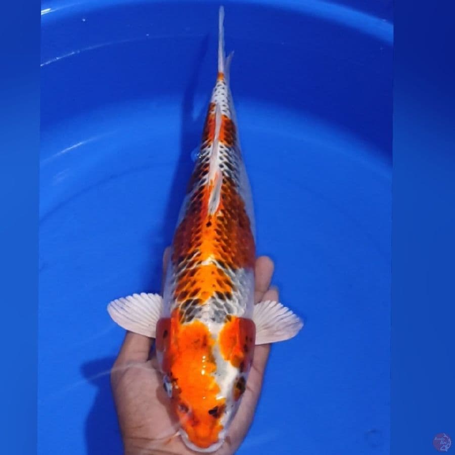 KOJAKU 40CM