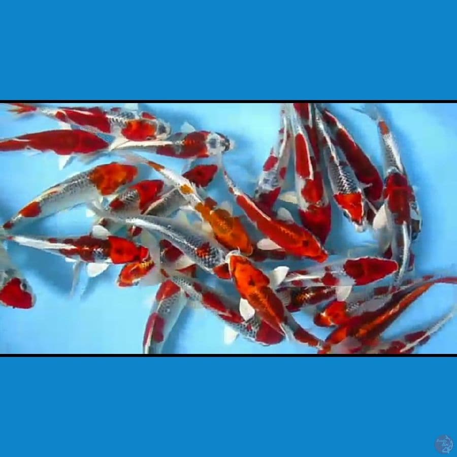 MKC KOI GRUB