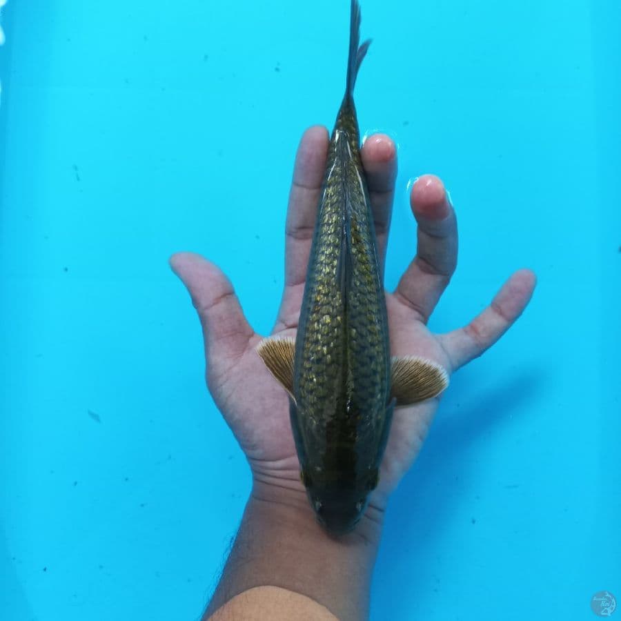 *MIDORIGOI//24 CM*