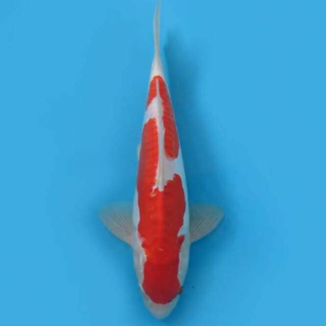 30cm - Ori Kohaku Doitsu Inazuma