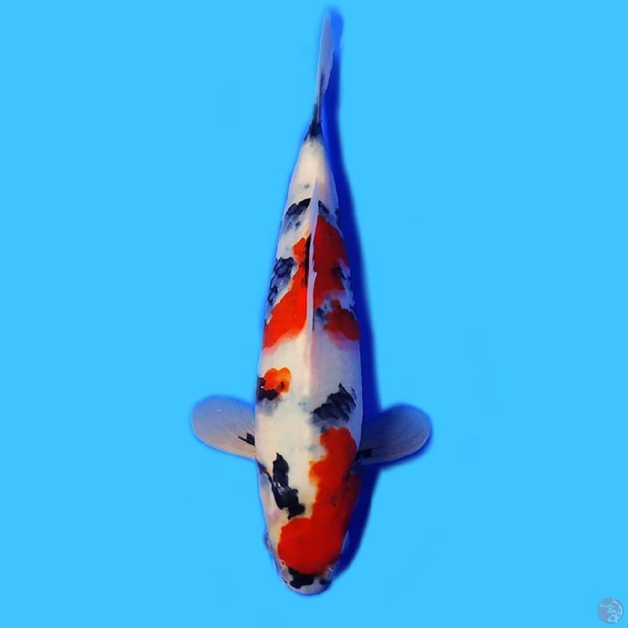 Showa 26cm HQ