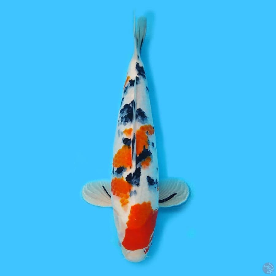 Sanke HQ 37cm