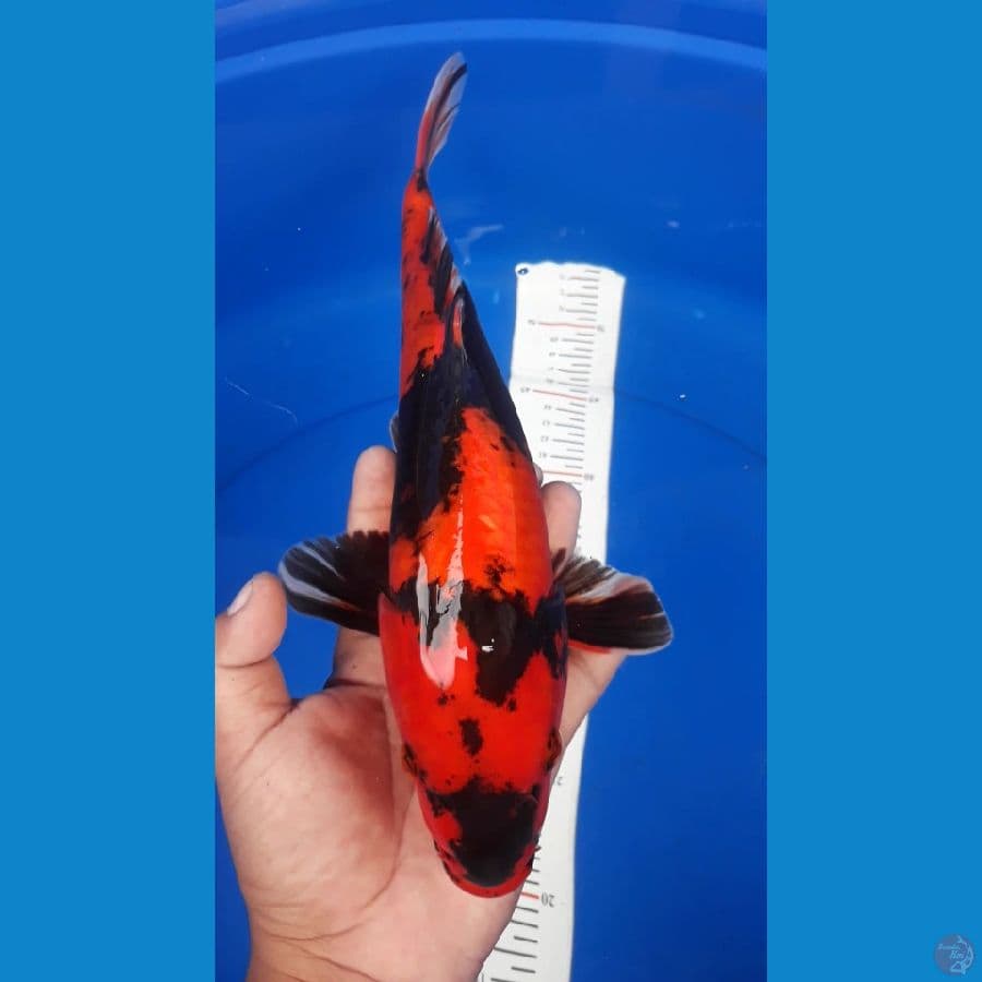 utsuri 33cm