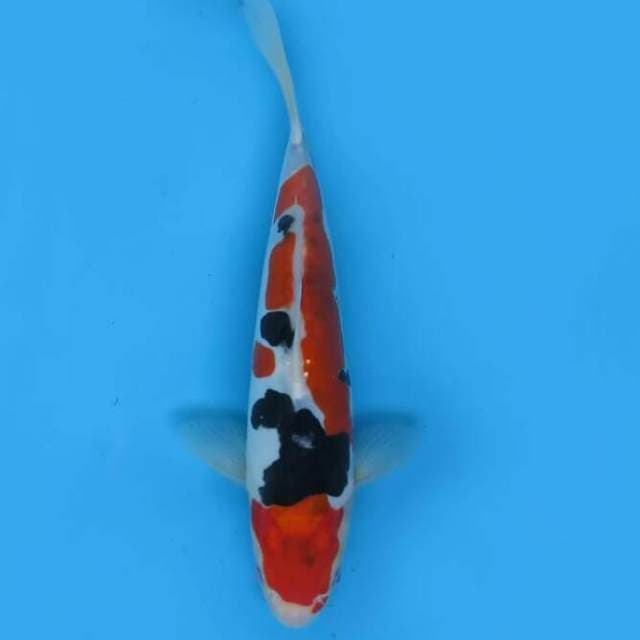 24cm - Sq Sanke Doitsu