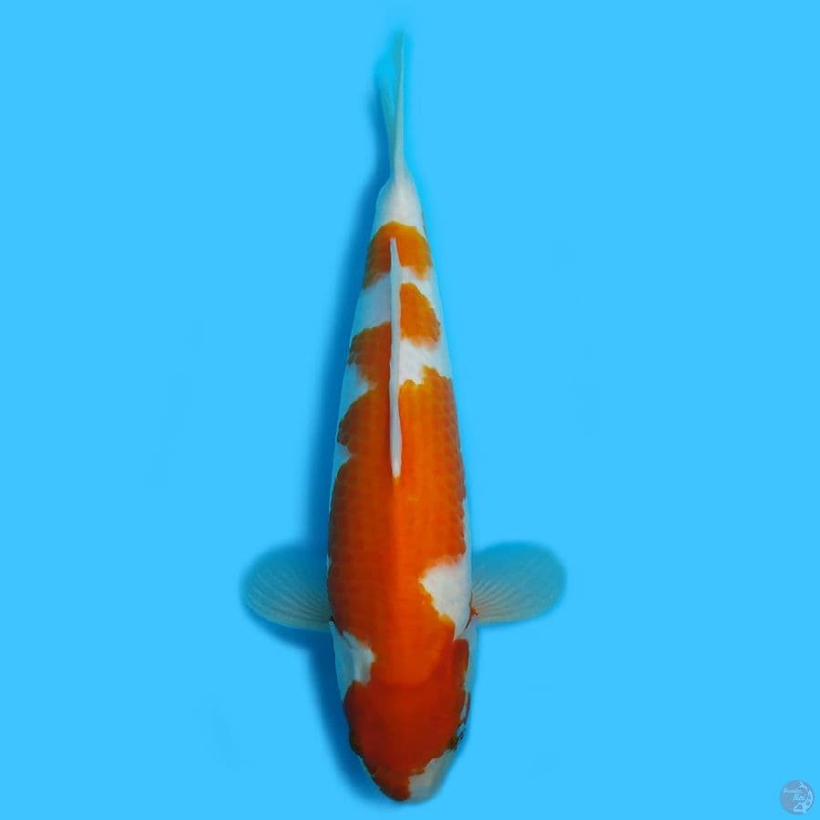Kohaku HQ 35cm body badak