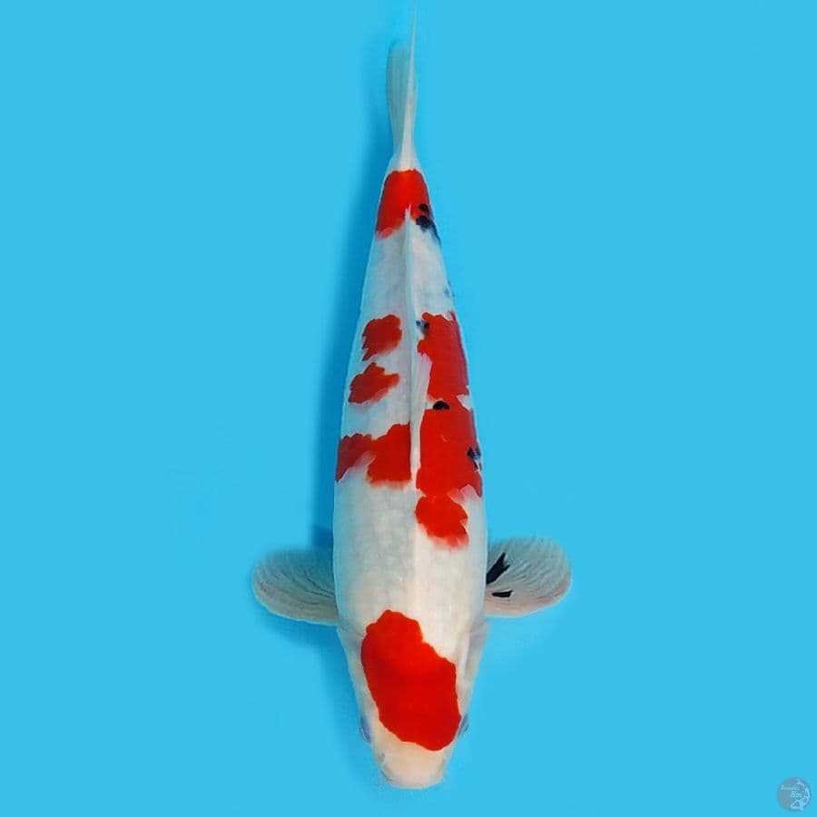 Sanke Tategoi HQ 34cm