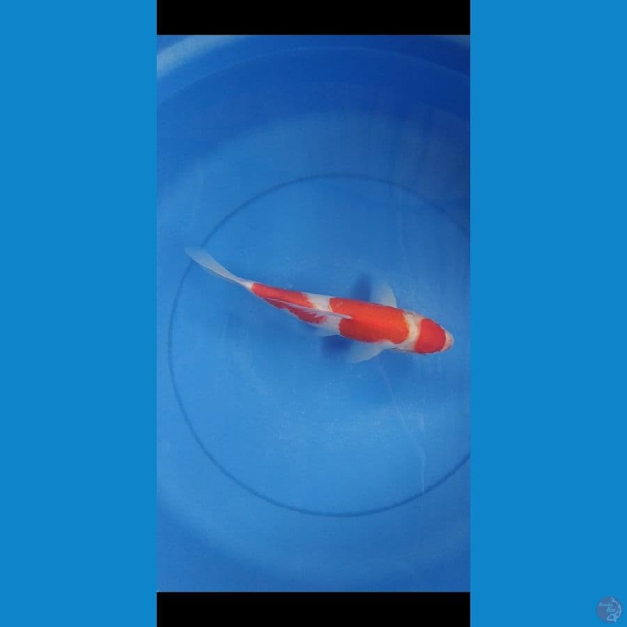 kohaku 30cm