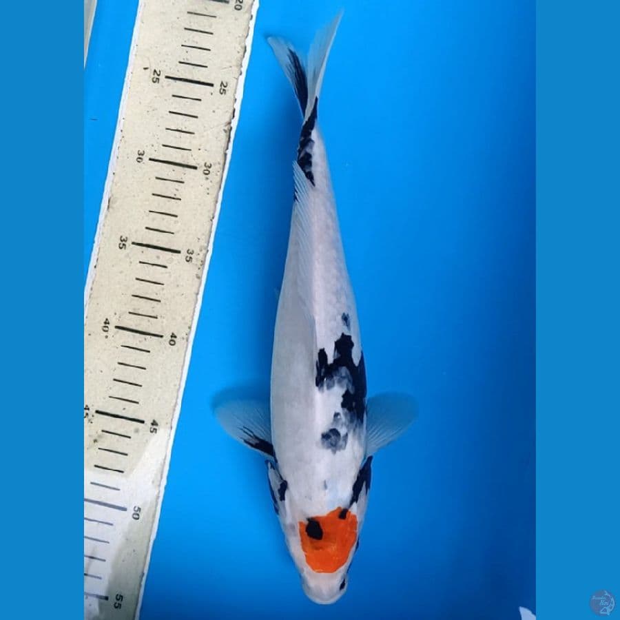 ORIGINAL TC SHOWA 31CM