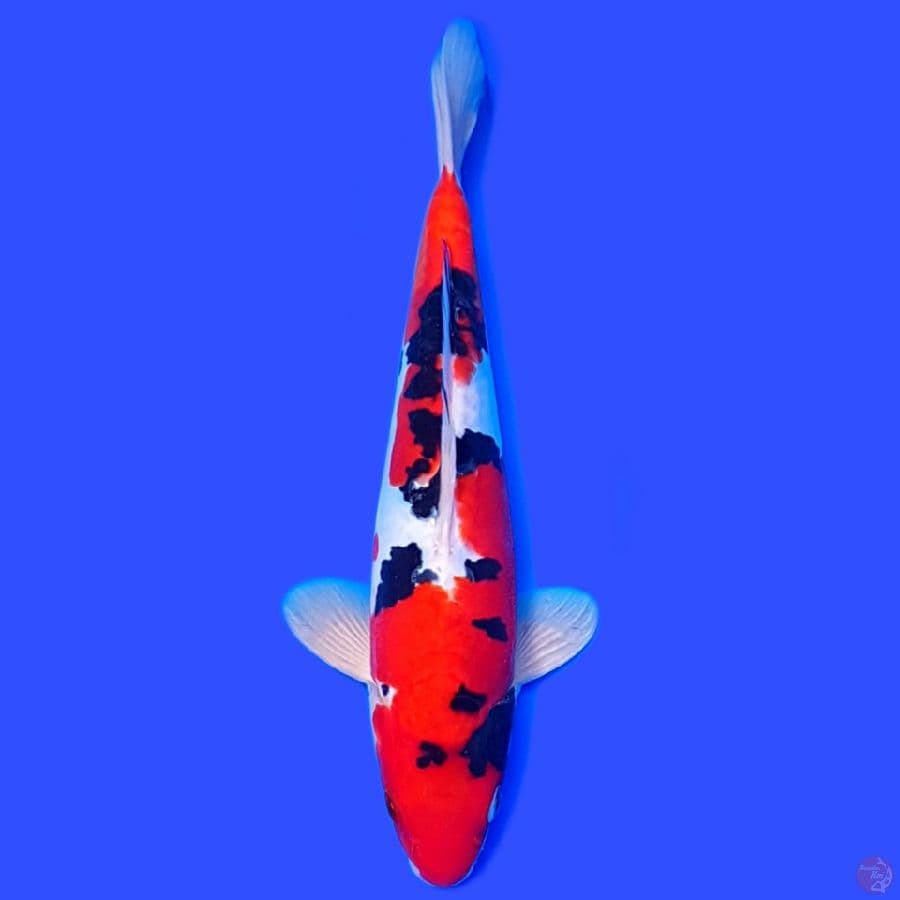 SANKE DOITSU HQ STRONG 27CM~male