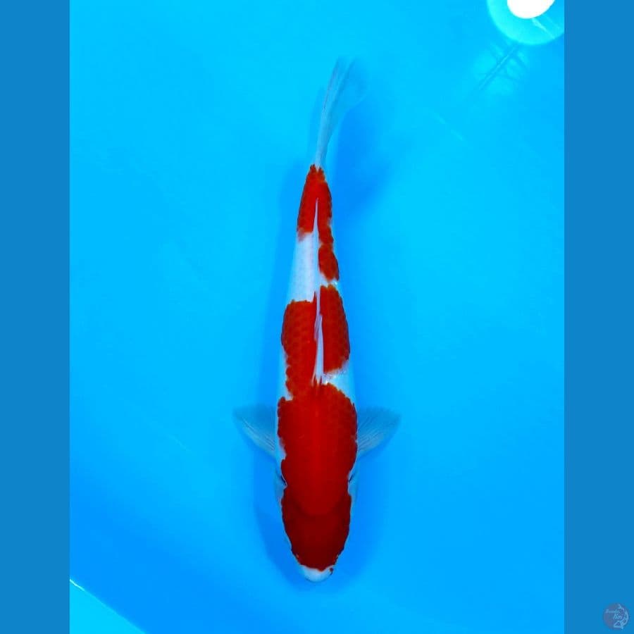 KOHAKU 31CM - MALE
