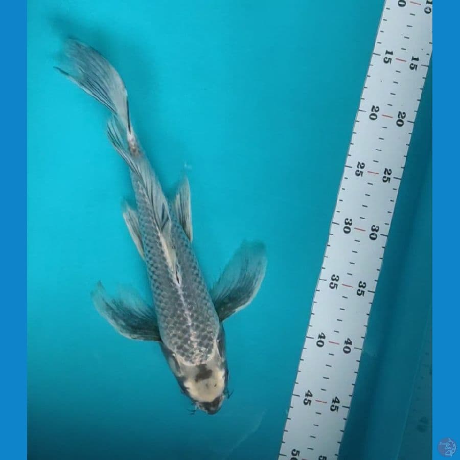 kumpay mukashi 32cm