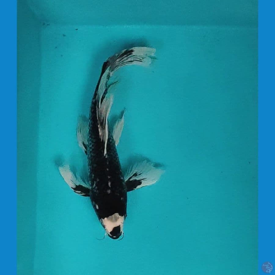 kumpay kawari 30cm male