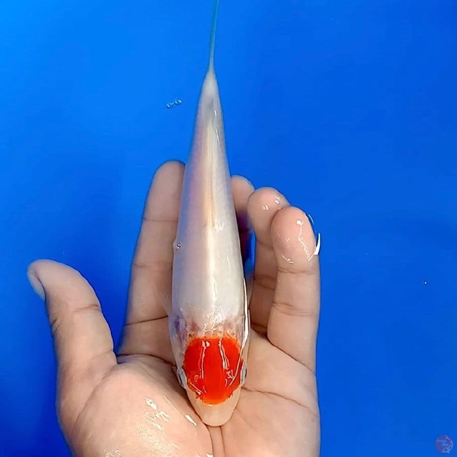17cm tancho