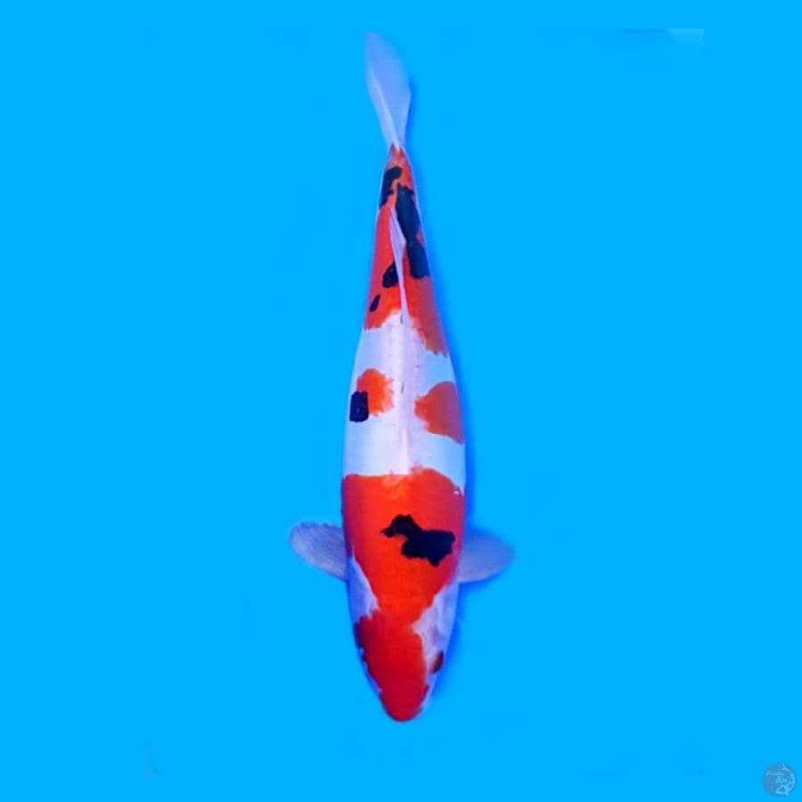 Doitsu 30 cm female