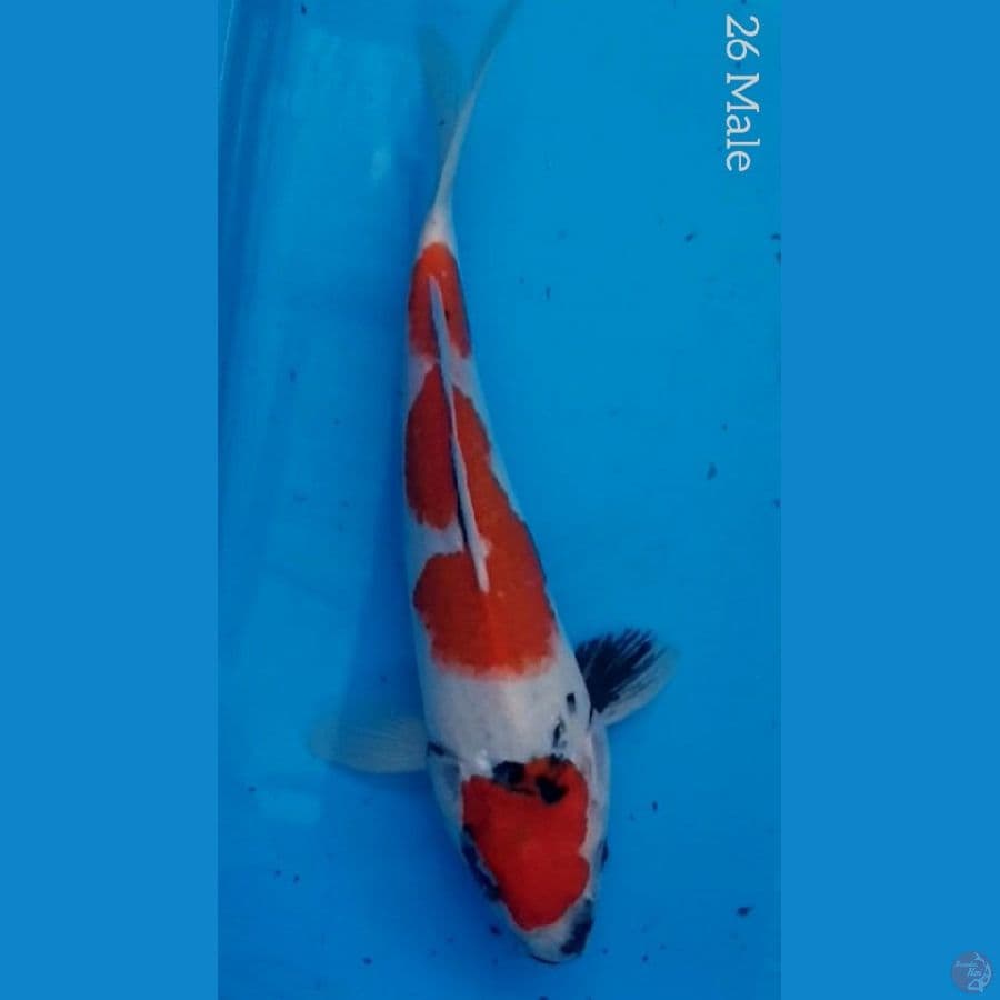 Maruten Showa Tategoi 26cm