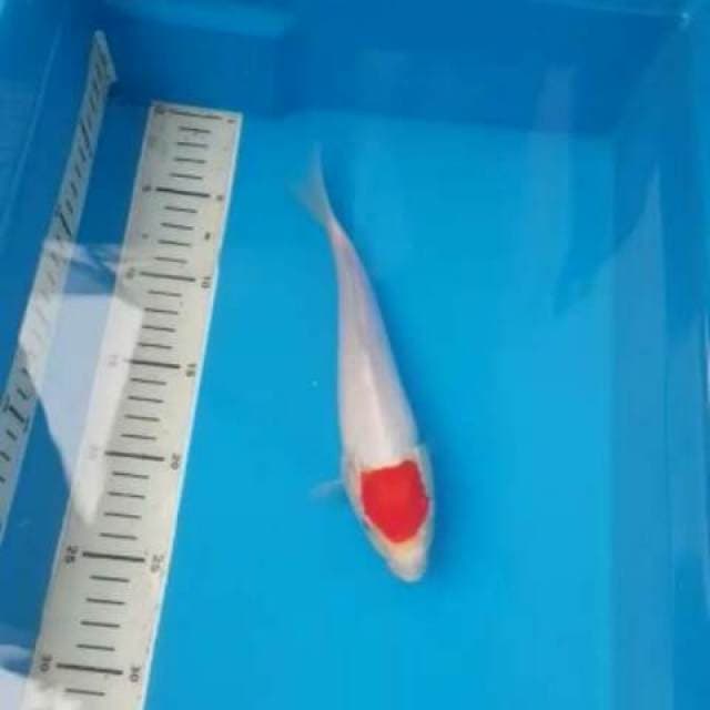 Tancho original 25cm