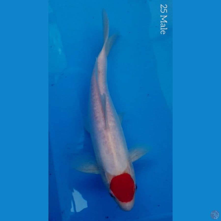 Tancho Kohaku Doits 25cm HQ