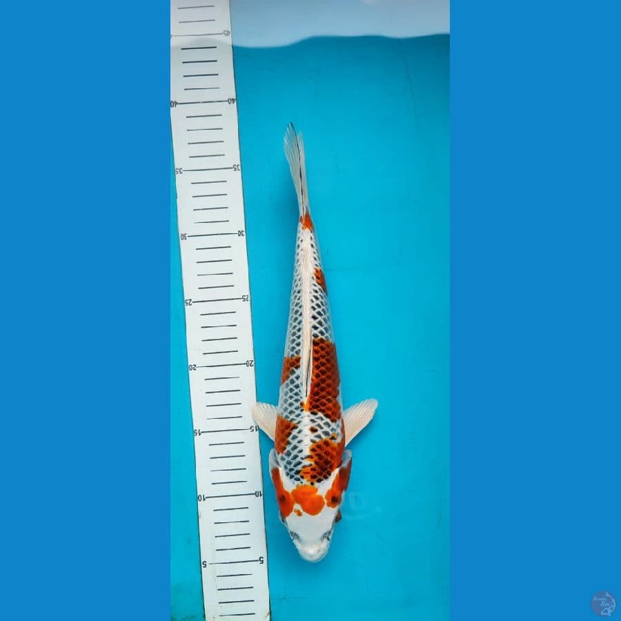 KUJAKU ~ 30 CM