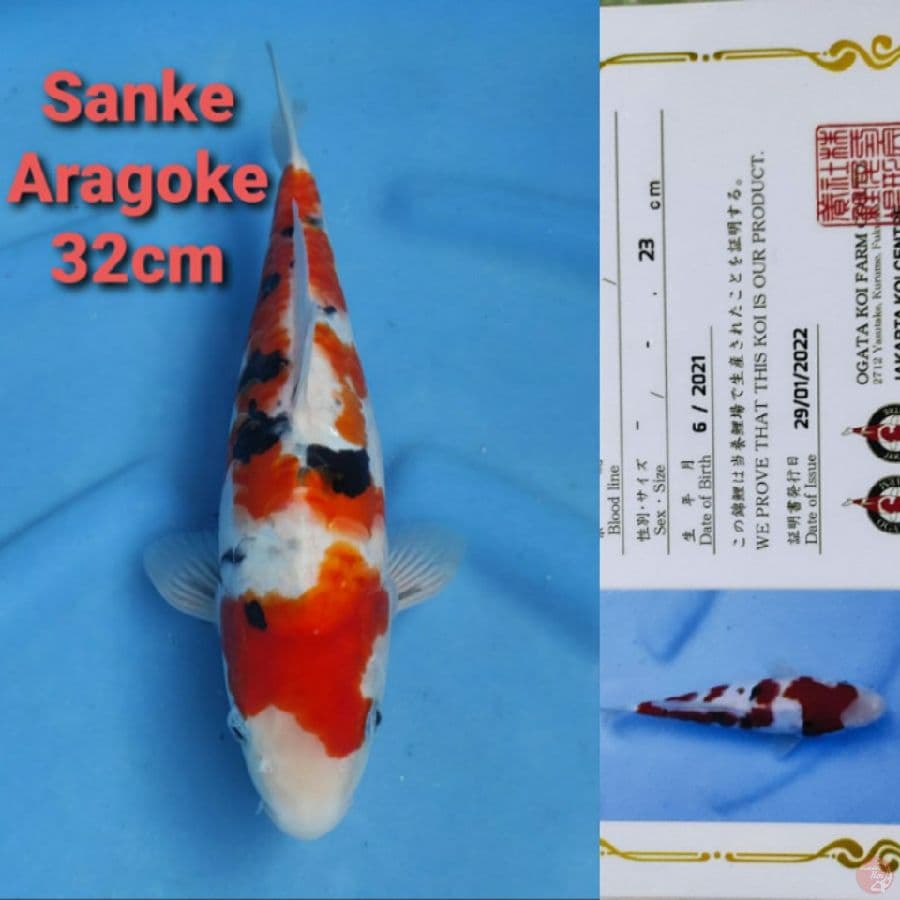 OKAWA SANKE ARAGOKe 32CM