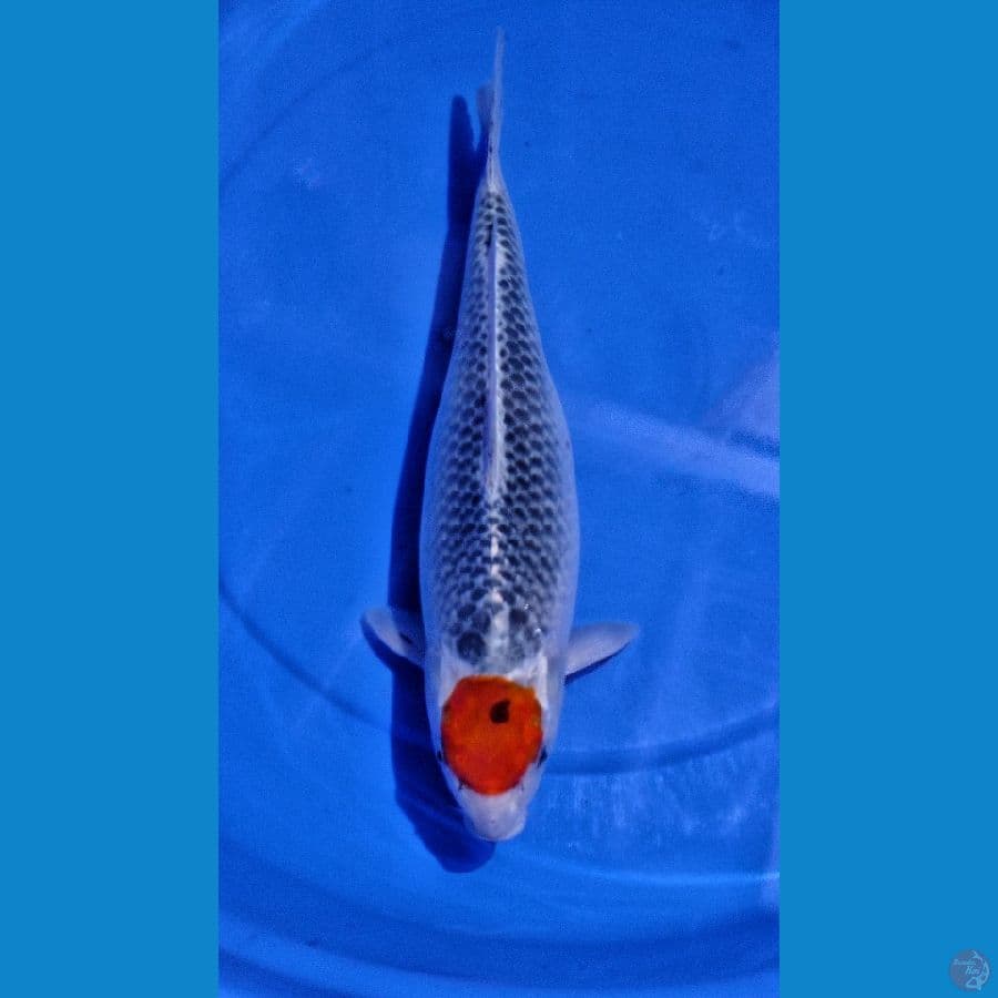 TANCO GHOSIKI 37 CM F