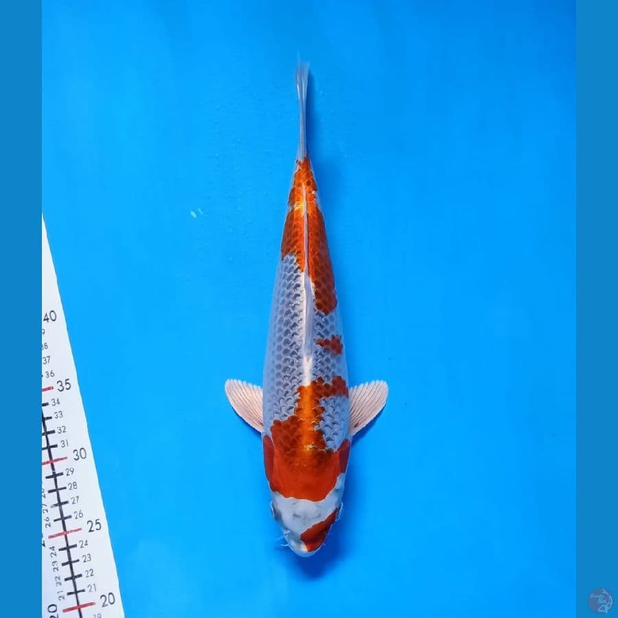 kujaku 35cm fml