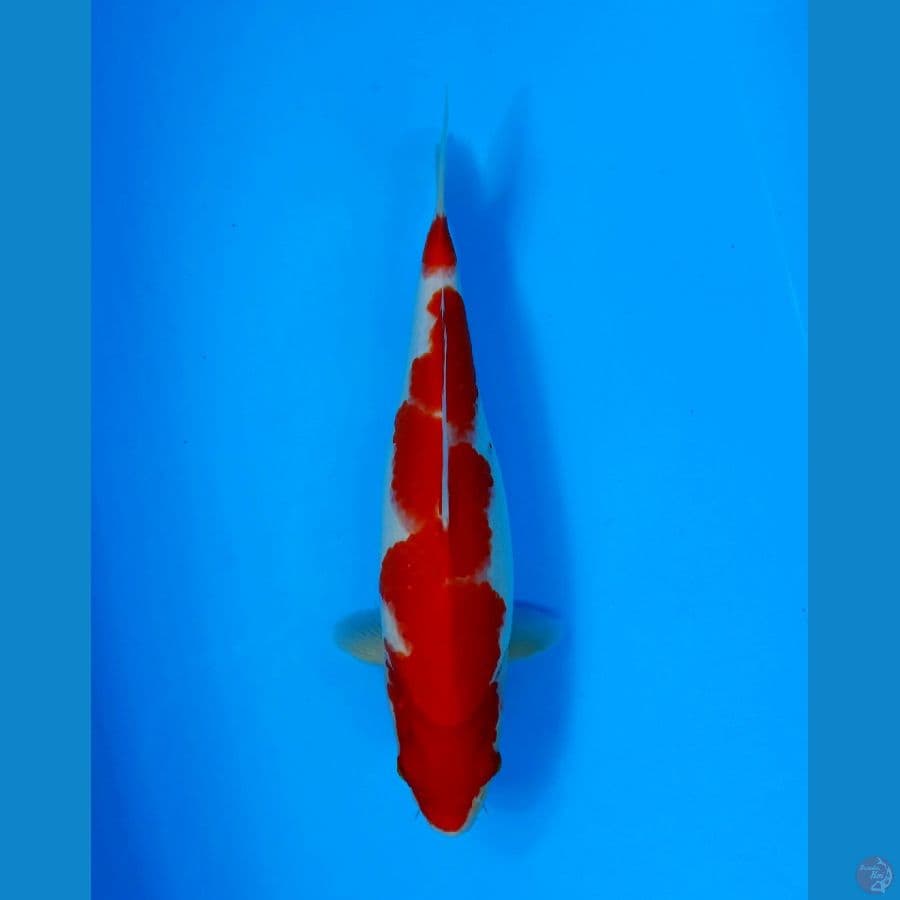 KOHAKU 32CM - FEMALE