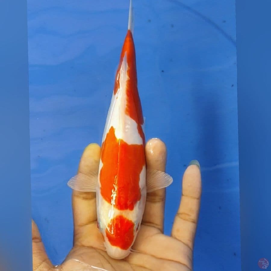 MARUTEN DOID 23CM