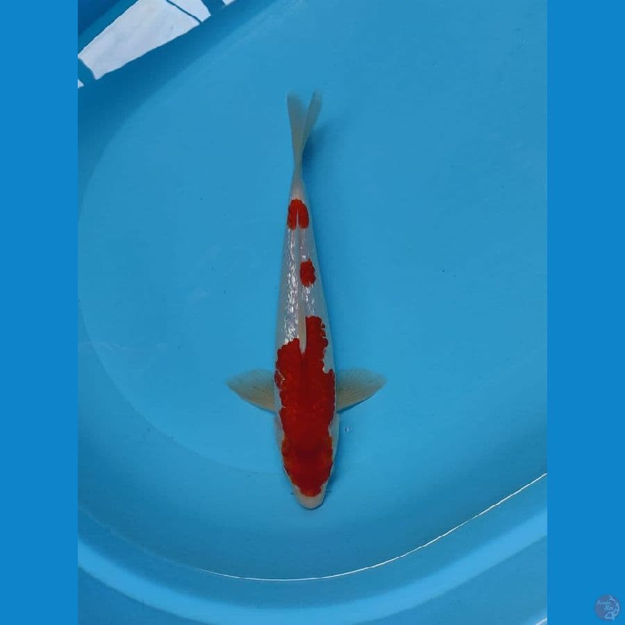 KOHAKU GINRIN