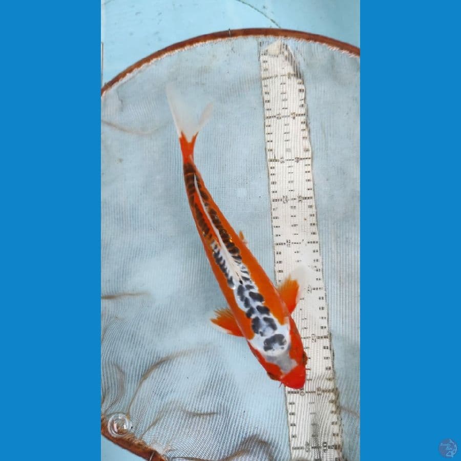 susui 27cm