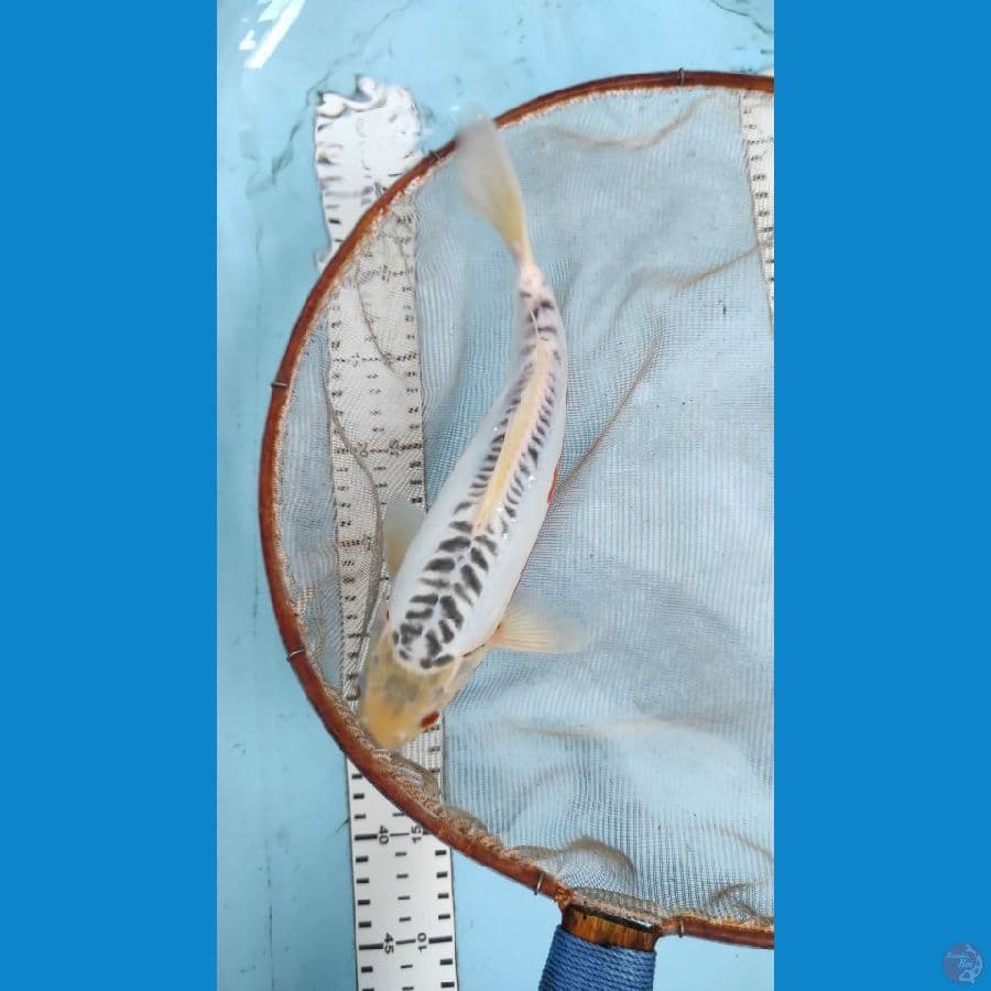 susui 29cm