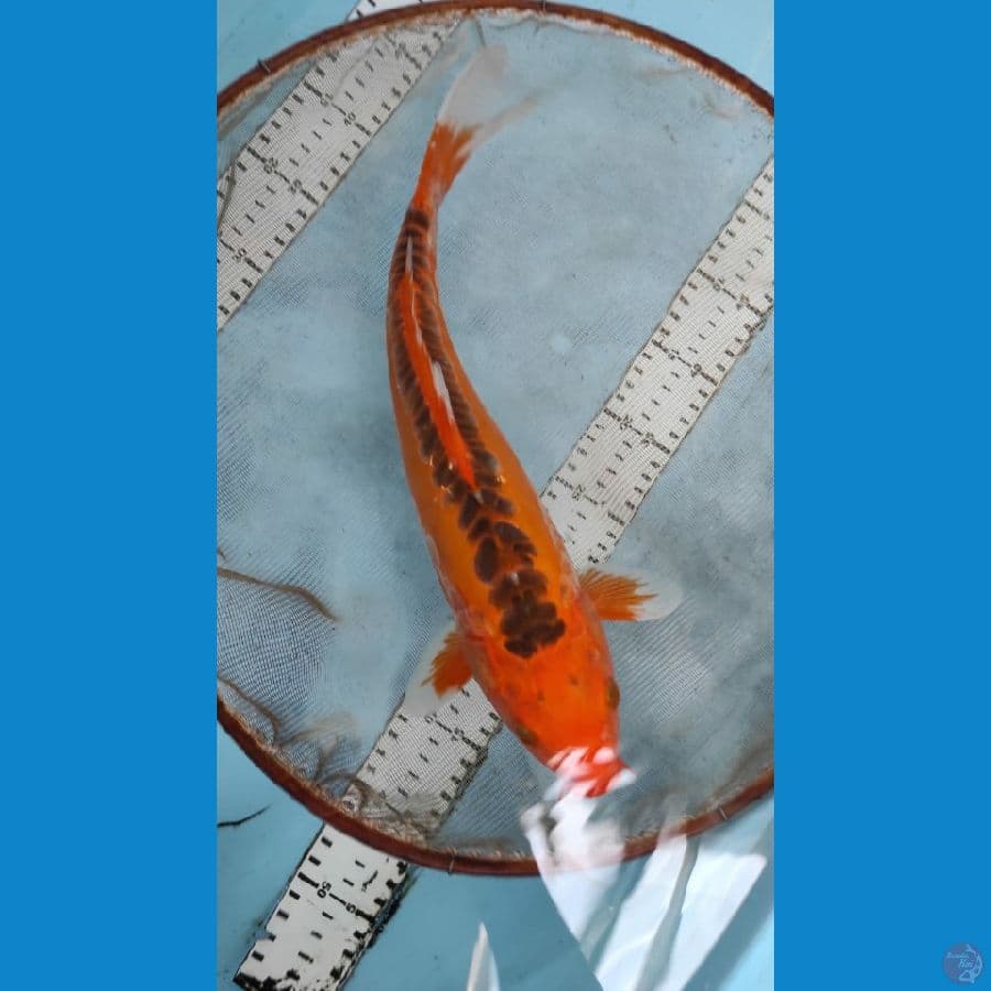 susui 32cm
