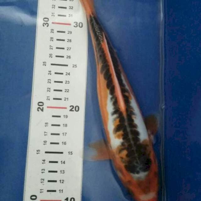 Hanna Sushui +-27 cm