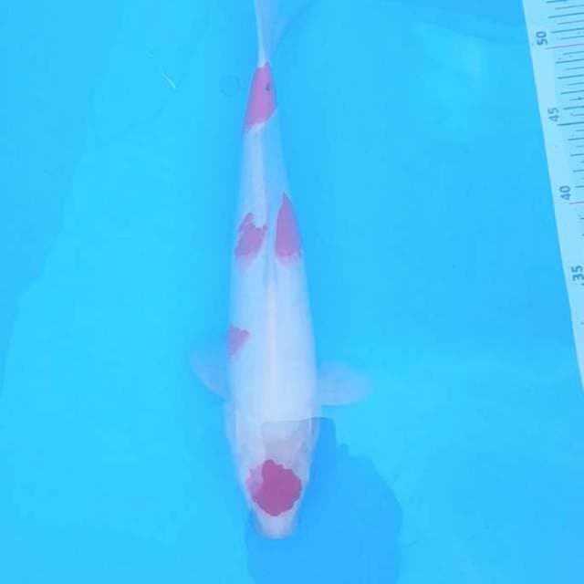 Kohaku strong original
