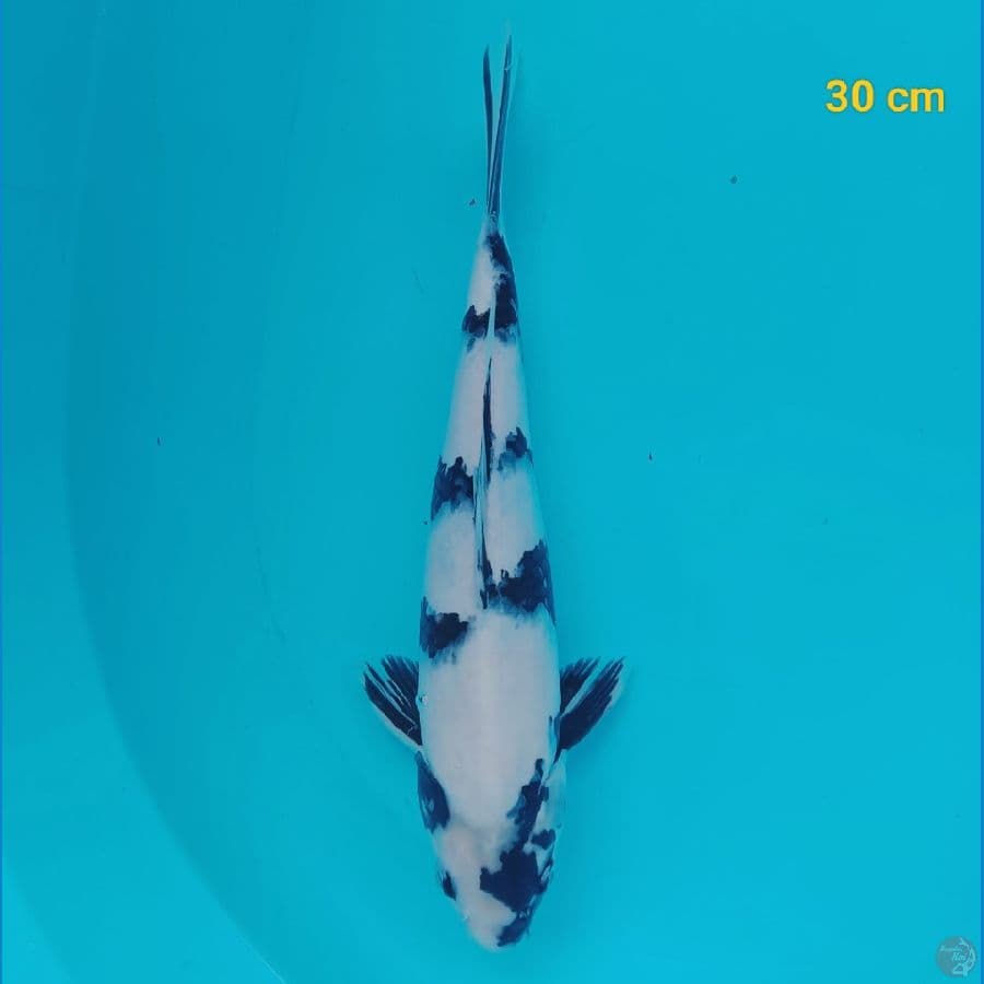 Grade A 30 cm