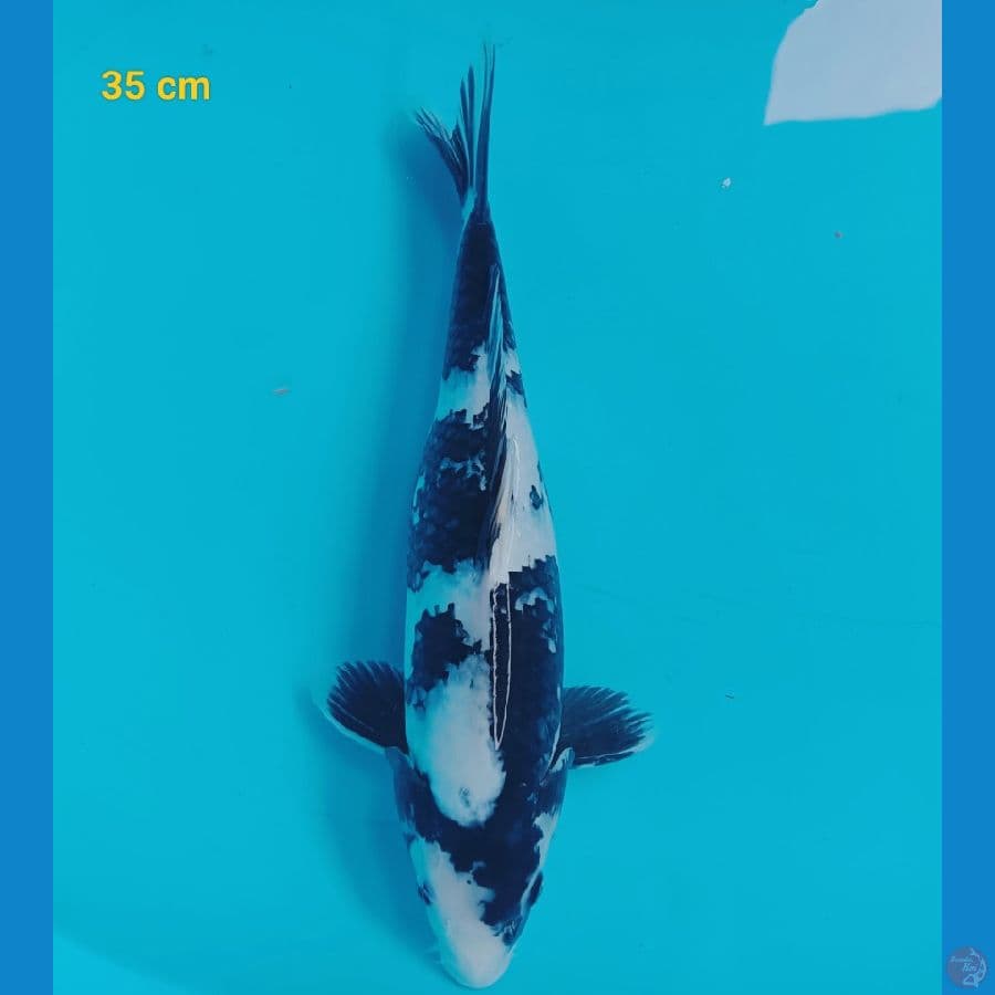 Shiro 35 cm