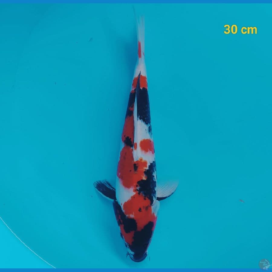 Showa 30 cm